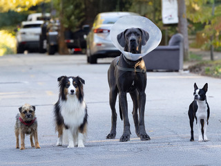 Strays