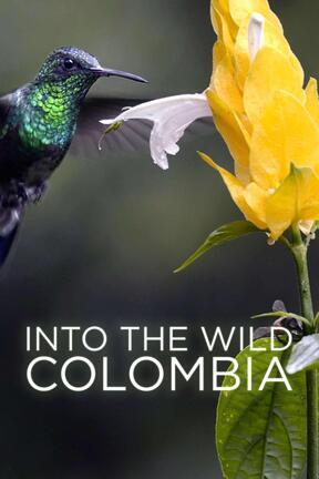 The Hummingbird's Quest