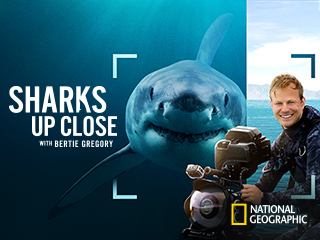 Sharks Up Close with Bertie Gregory