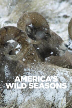 America's Wild Seasons S1:03