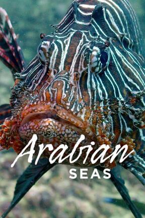 Carnivores of the Coral Garden
