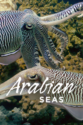 Magicians of the Reef