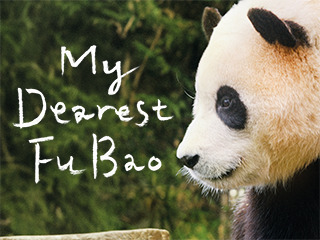 My Dearest Fu Bao