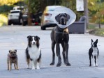 Strays