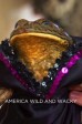 America's Wild and Wacky 104