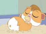 Hamster Hoods