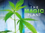 The Magic Plant