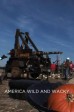 America's Wild and Wacky 101