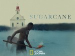 Sugarcane